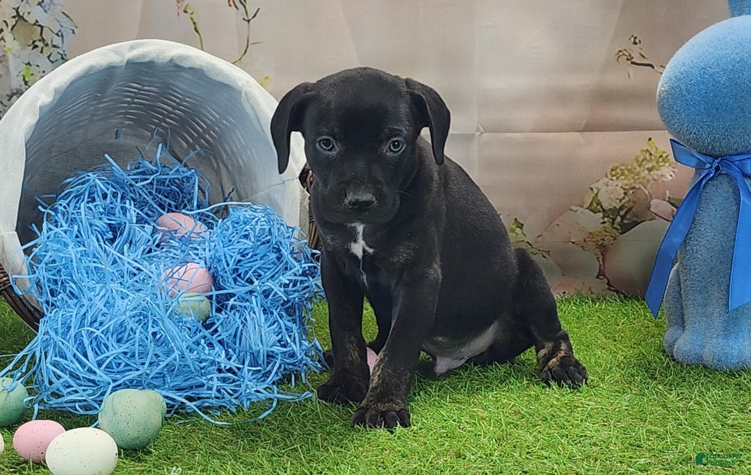 Catahoula Leopard Dog dogs for sale: Juliet 2025 M7 Catahoula puppy - Image 6