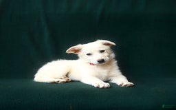 American Eskimo dogs for sale: Tessa - Image 2