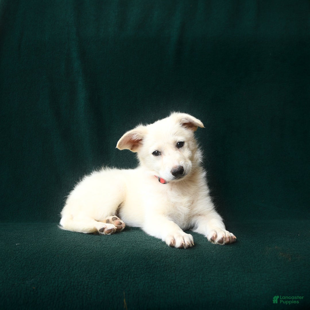 American Eskimo dogs for sale: Tessa - Image 2