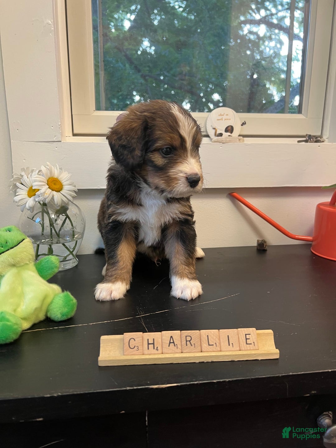 Bernedoodle dogs for sale: Charlie Bear - Image 3