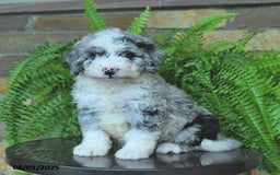 Mini Aussiedoodle dogs for sale: Cody - Image 2