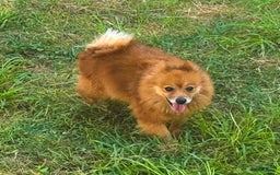 Pomeranian dogs for sale: Abbigail - Image 14