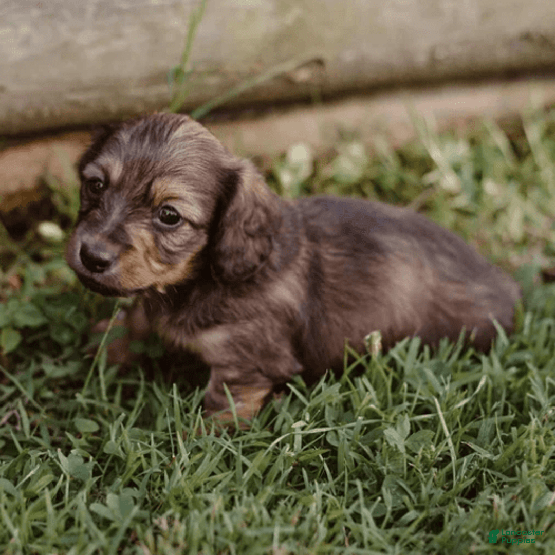 Dachshund dogs for sale: Shaded Cream Male - Image 13
