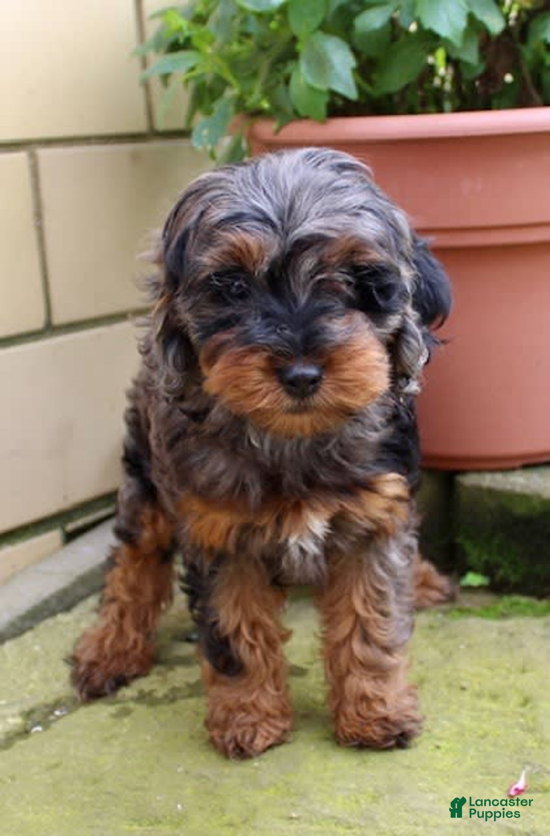 Cockapoo dogs for sale: Star - Image 5