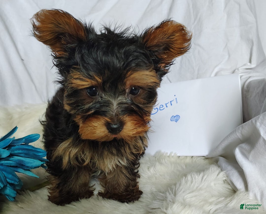 Yorkshire Terrier dogs for sale: Gerri - Image 7