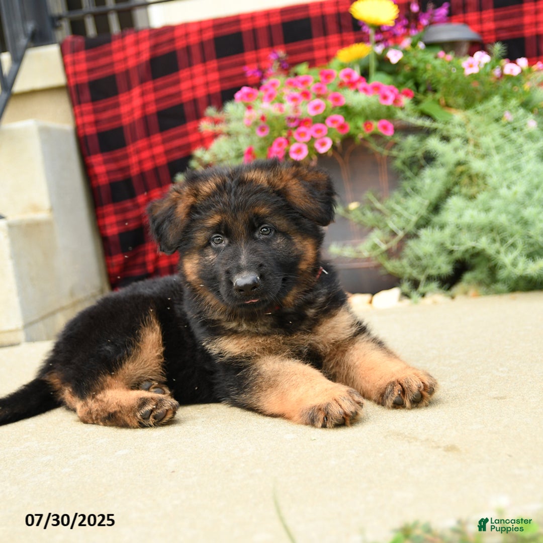 German Shepherd dogs for sale: Hunter - Image 2