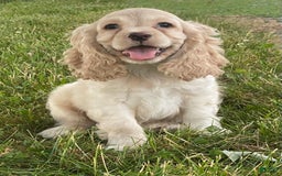 Cocker Spaniel dogs for sale: Oliver - Image 3