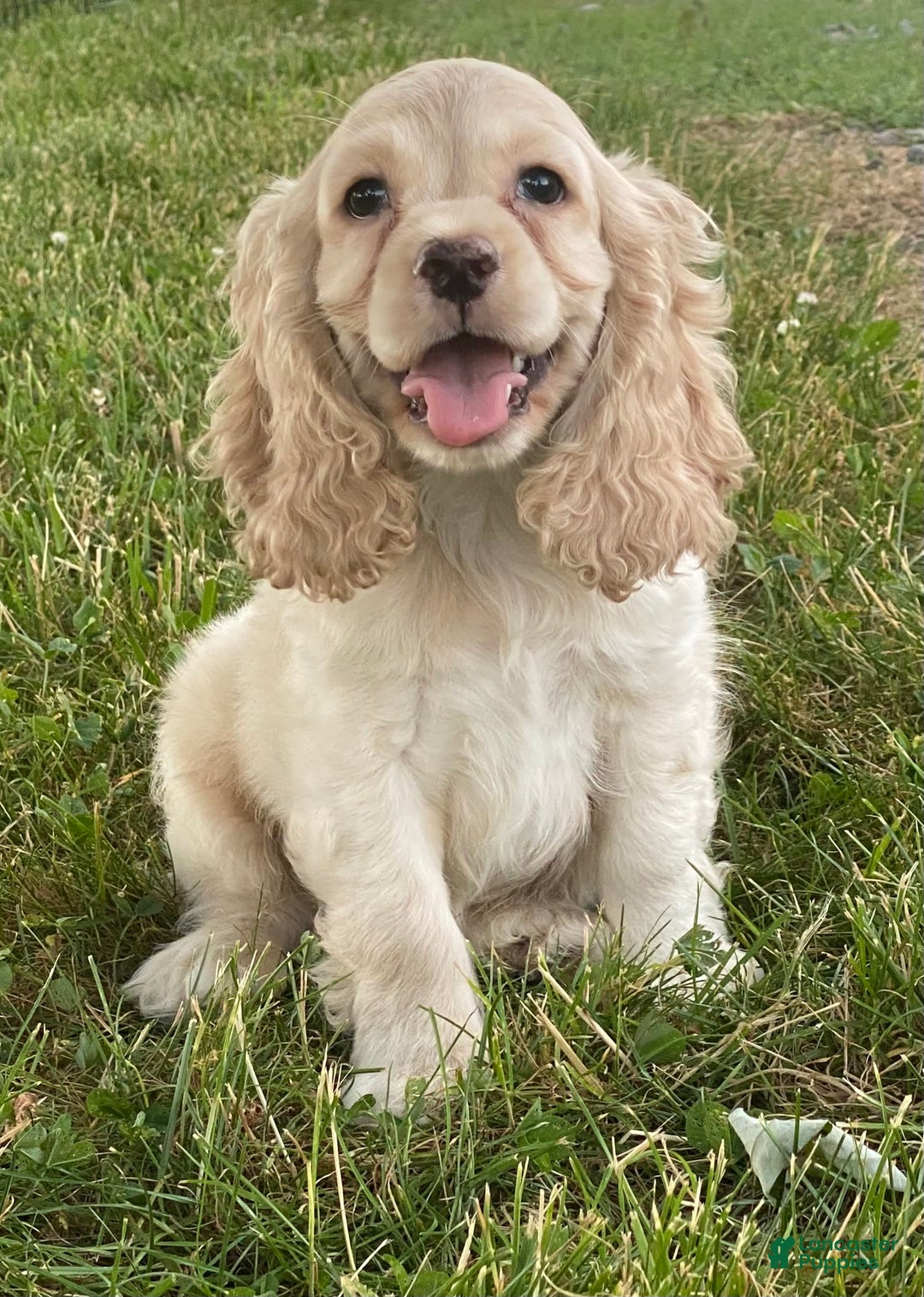 Cocker Spaniel dogs for sale: Oliver - Image 3