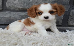 Cavalier King Charles Spaniel dogs for sale: Buddy - Image 8