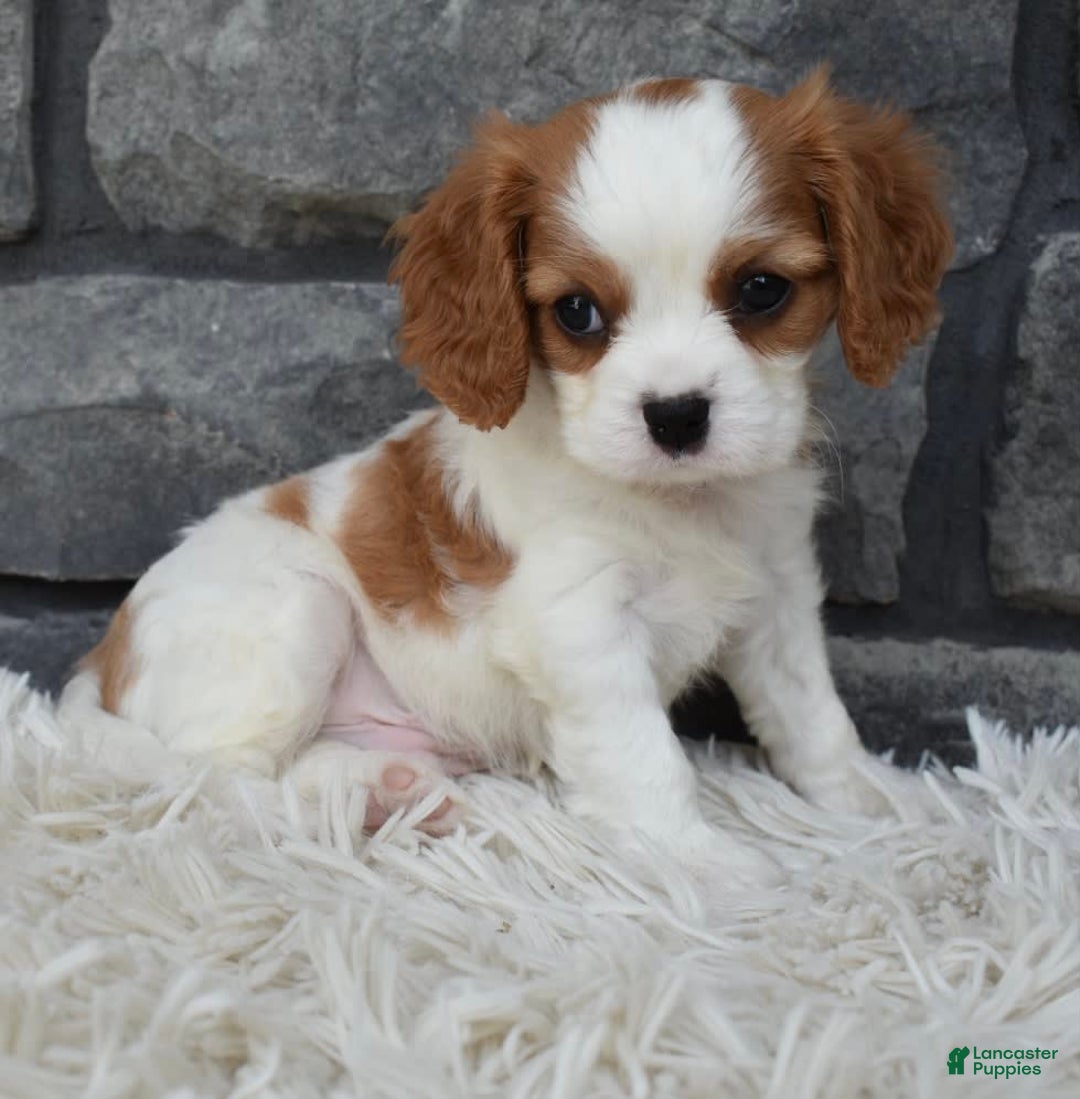 Cavalier King Charles Spaniel dogs for sale: Buddy - Image 8