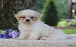 Shih Tzu dogs for sale: Clara - Image 3