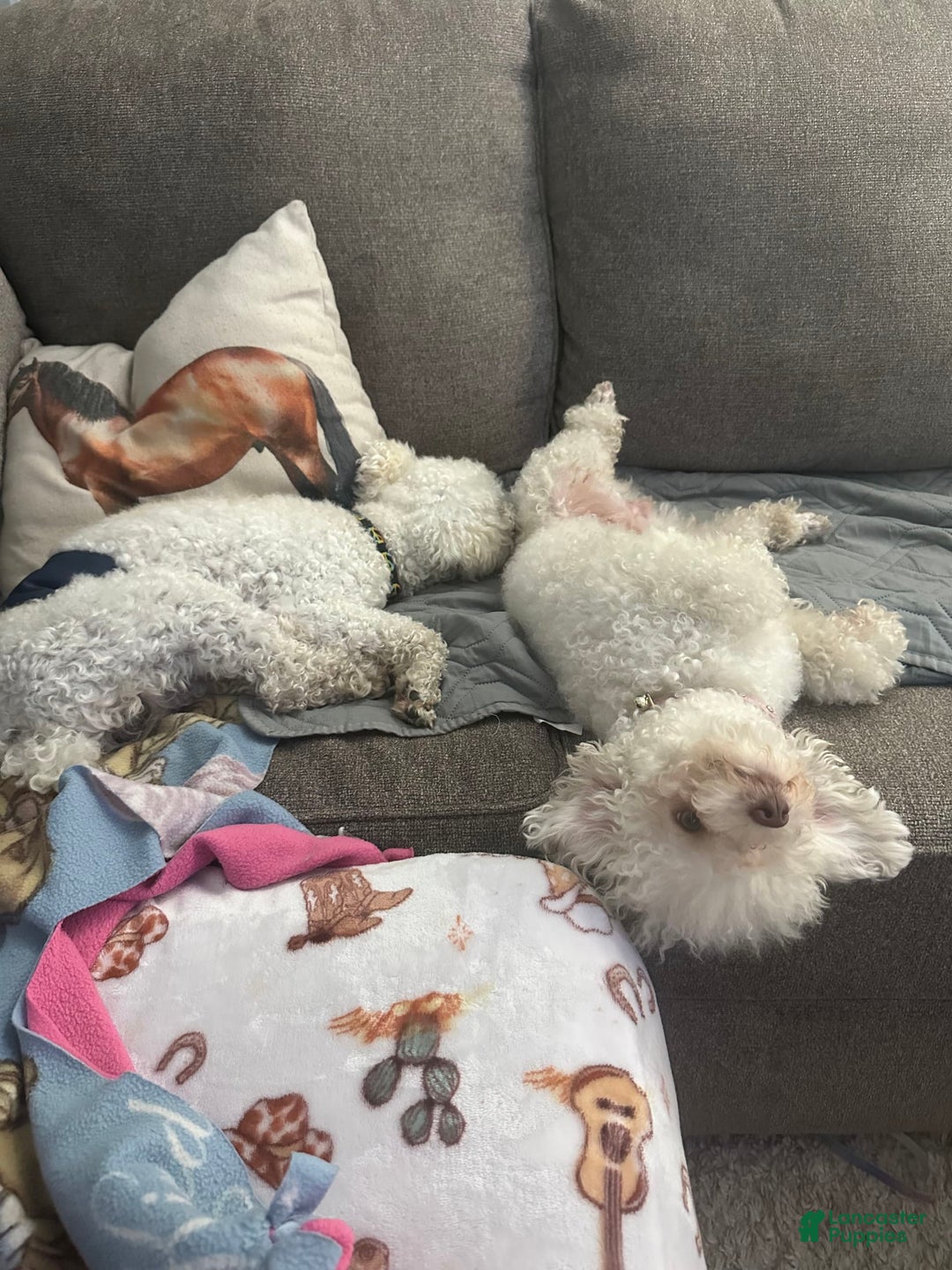 Toy Poodle dogs for sale: Peaches - Image 2