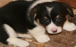 Welsh Corgi Pembroke dogs for sale: Burito - Image 2