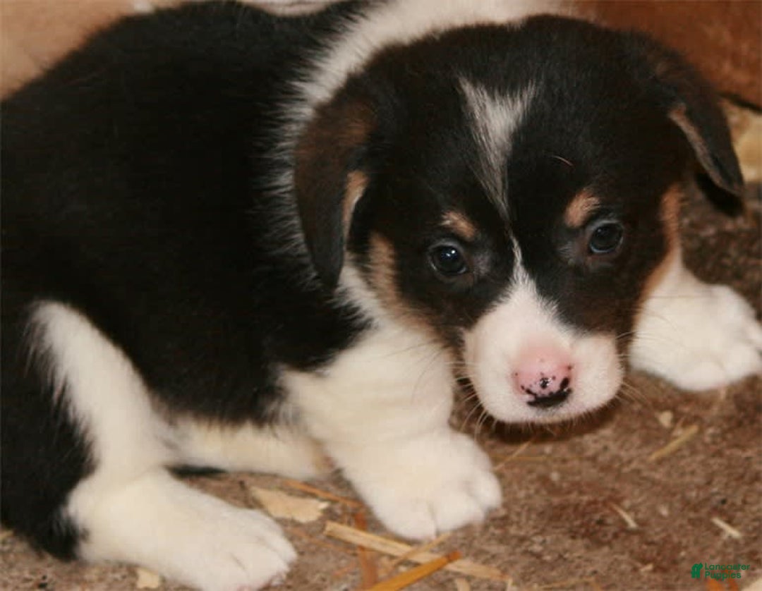 Welsh Corgi Pembroke dogs for sale: Burito - Image 2