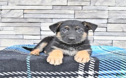 German Shepherd dogs for sale: Sofia - Image 3