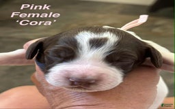 English Springer Spaniel dogs for sale: Cora - Image 3