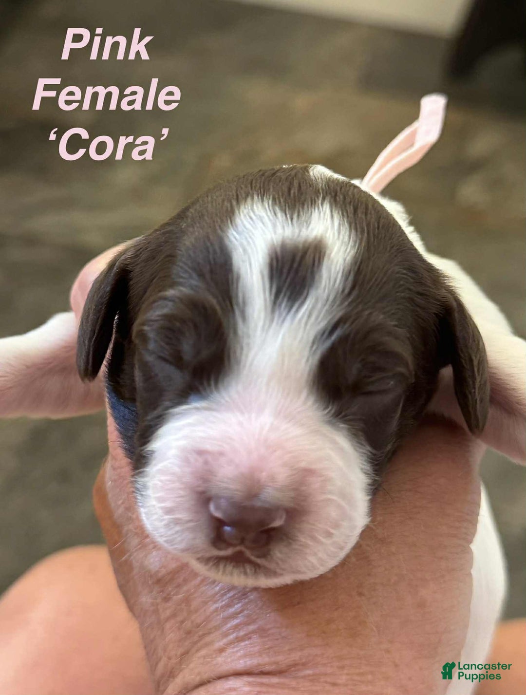 English Springer Spaniel dogs for sale: Cora - Image 3