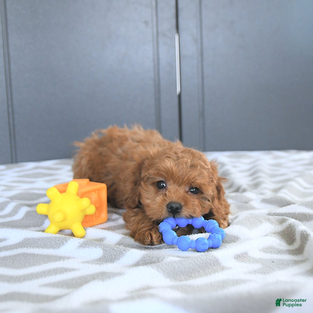 Mini Goldendoodle dogs for sale: Miley - Image 2
