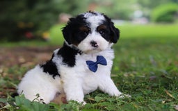 Mini Bernedoodle dogs for sale: Luke - Image 1