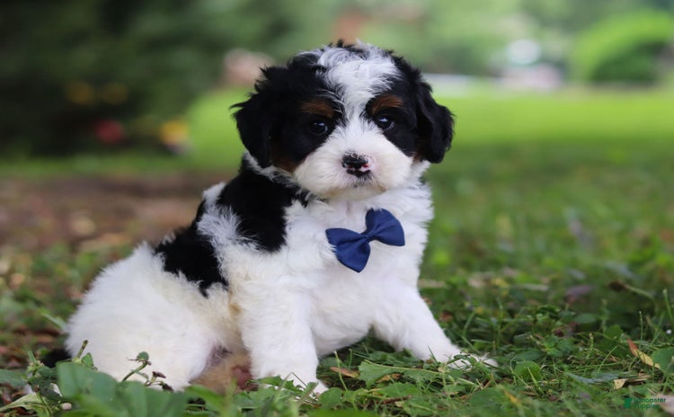Mini Bernedoodle dogs for sale - Ad 1