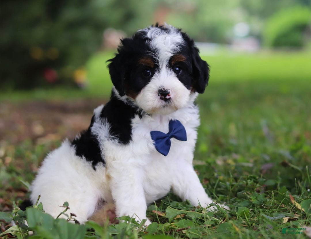 Mini Bernedoodle dogs for sale: Luke - Image 1