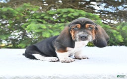 Basset Hound dogs for sale: Cooper - Image 8