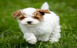 Toy Poodle dogs for sale: Cherry Sundae - Image 5
