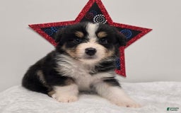 Australian Shepherd dogs for sale: Kiwi - Image 1