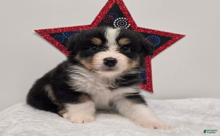 Australian Shepherd dogs for sale - Ad 1
