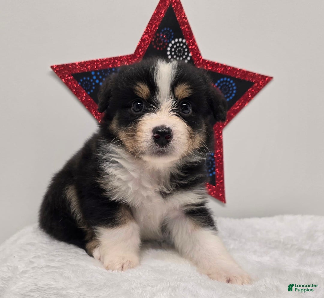 Australian Shepherd dogs for sale: Kiwi - Image 1