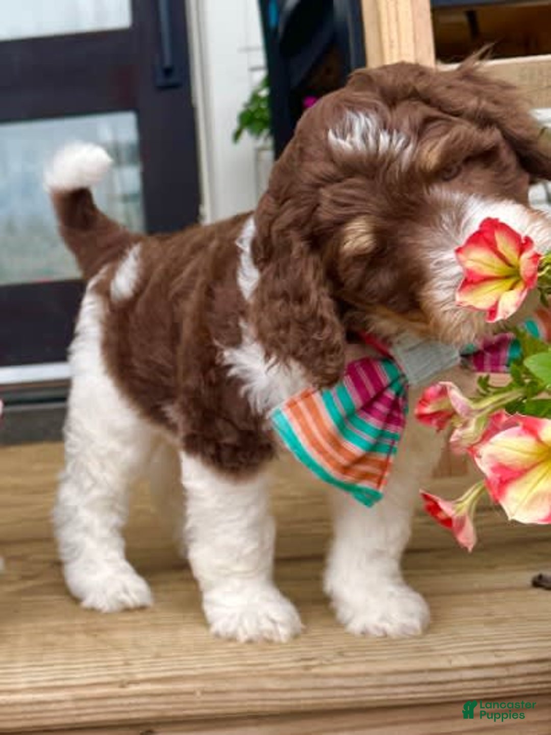 Bernedoodle dogs for sale: Mae - Image 12