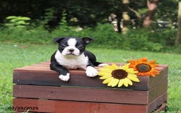 Boston Terrier dogs for sale: Jessica - Image 2