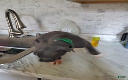 American Pit Bull Terrier dogs for sale: Tang - Image 3