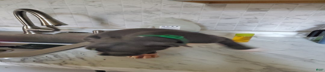 Tang