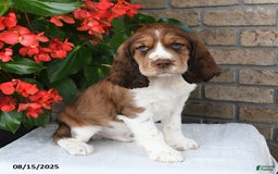 English Springer Spaniel dogs for sale: Carter - Image 4
