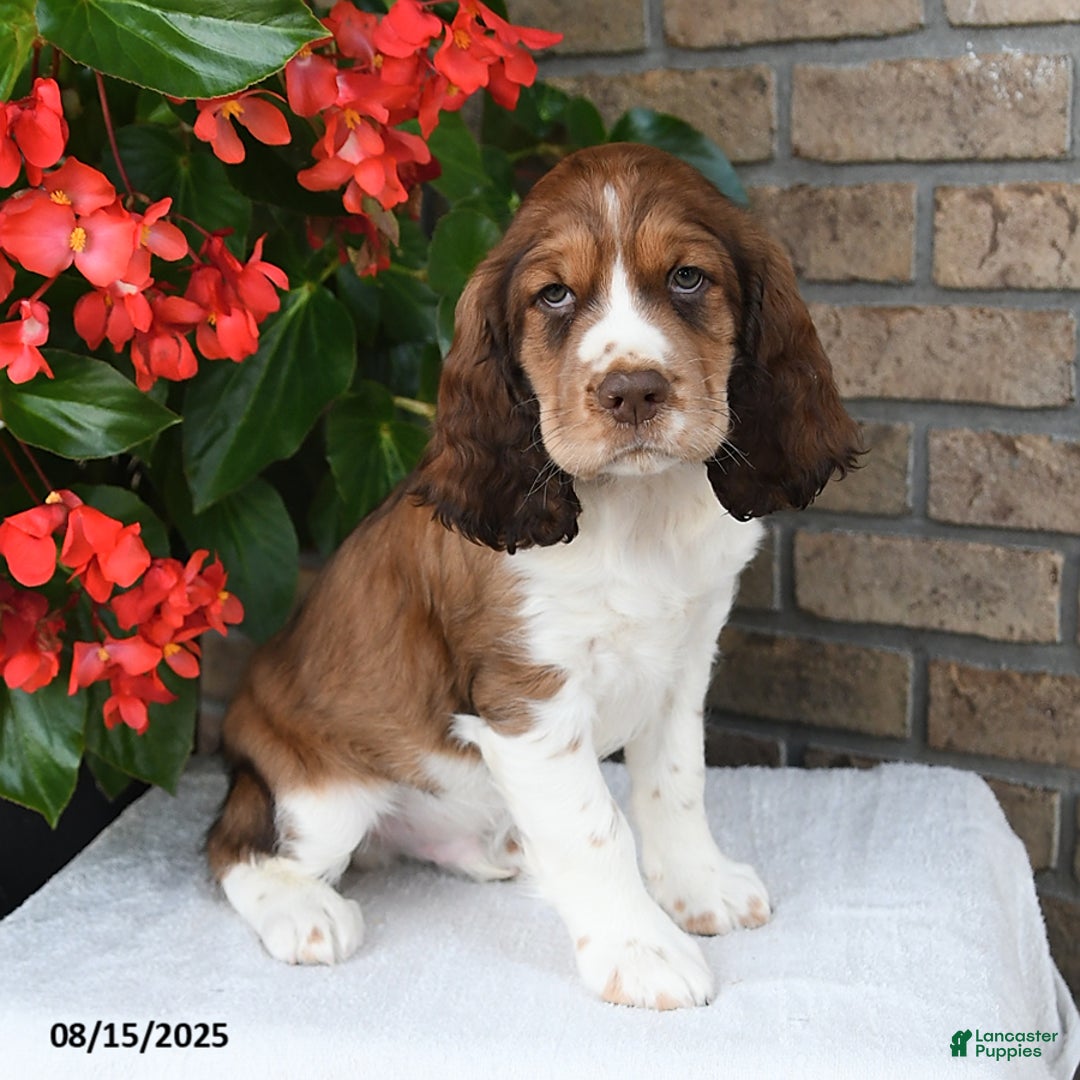 English Springer Spaniel dogs for sale: Carter - Image 4