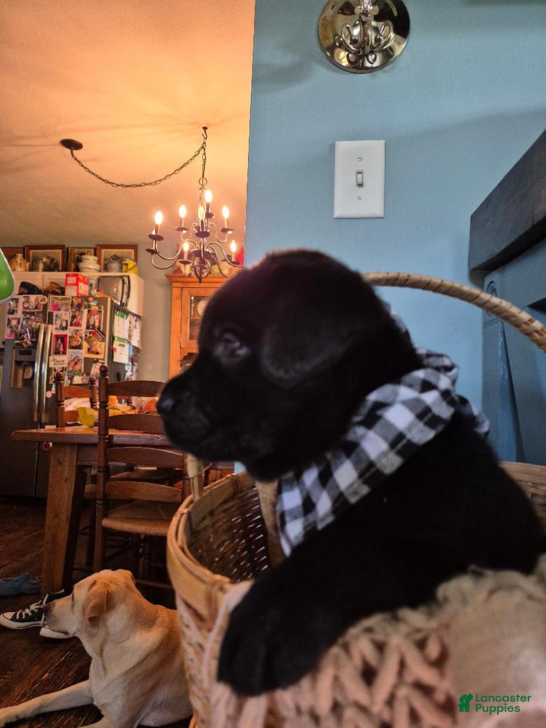 Labrador Retriever dogs for sale: Jim Halpert - Image 4