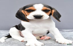 Beagle dogs for sale: Skip - Image 2
