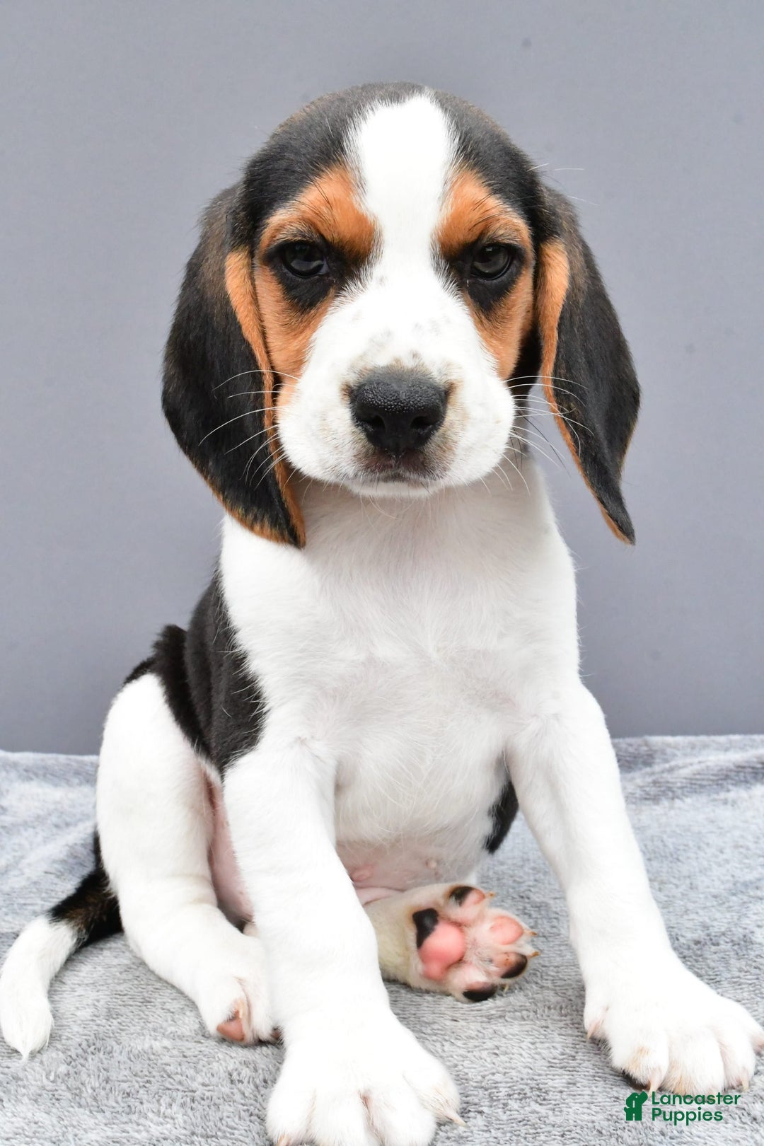 Beagle dogs for sale: Skip - Image 2
