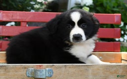 Australian Shepherd dogs for sale: Brenda - Image 7