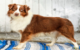 Australian Shepherd dogs for sale: Adrian - Image 7