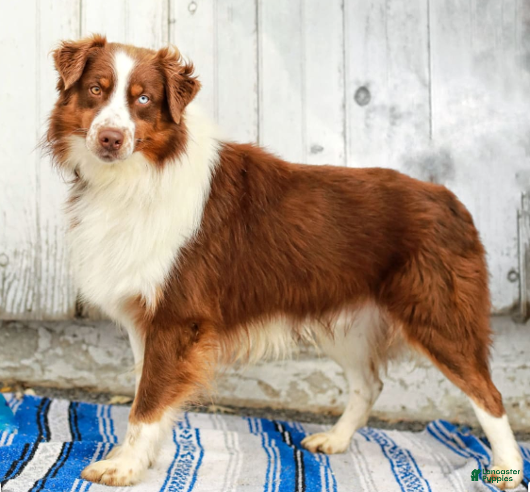 Australian Shepherd dogs for sale: Adrian - Image 7