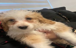 Mini Bernedoodle dogs for sale: Luna - Image 4