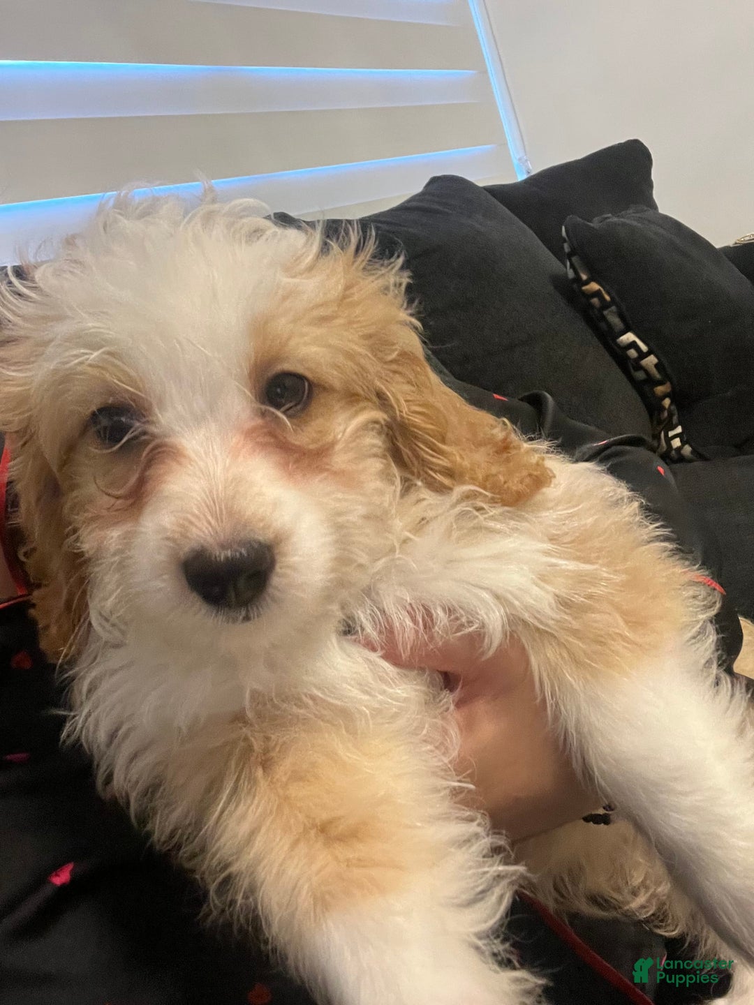 Mini Bernedoodle dogs for sale: Luna - Image 4