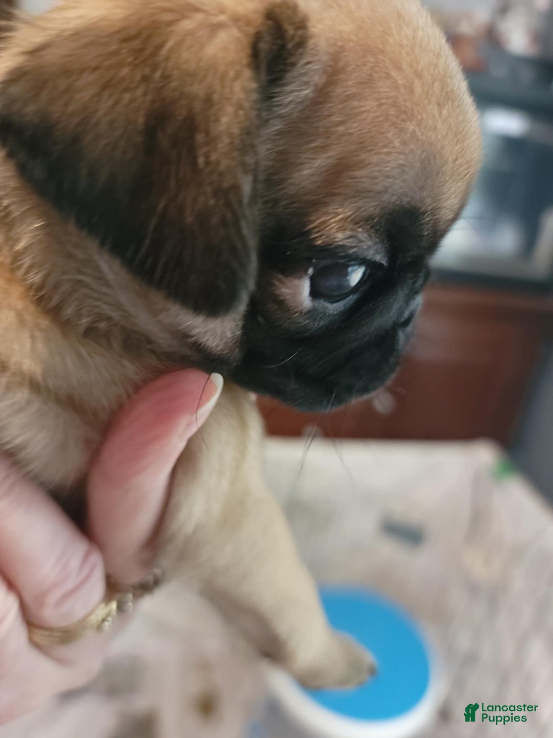Pug dogs for sale: Pug 4 puppies - Image 2