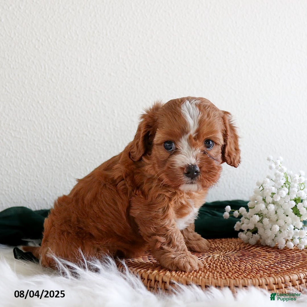 Cavapoo dogs for sale: Chloe - Image 2