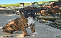 Boxer dogs for sale: Bruno - Image 4