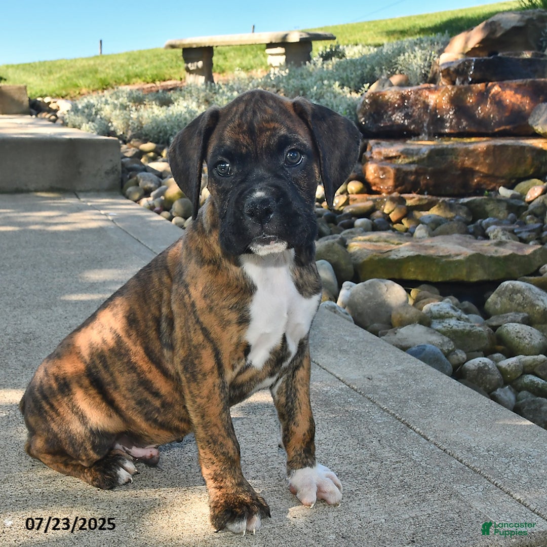 Boxer dogs for sale: Bruno - Image 4