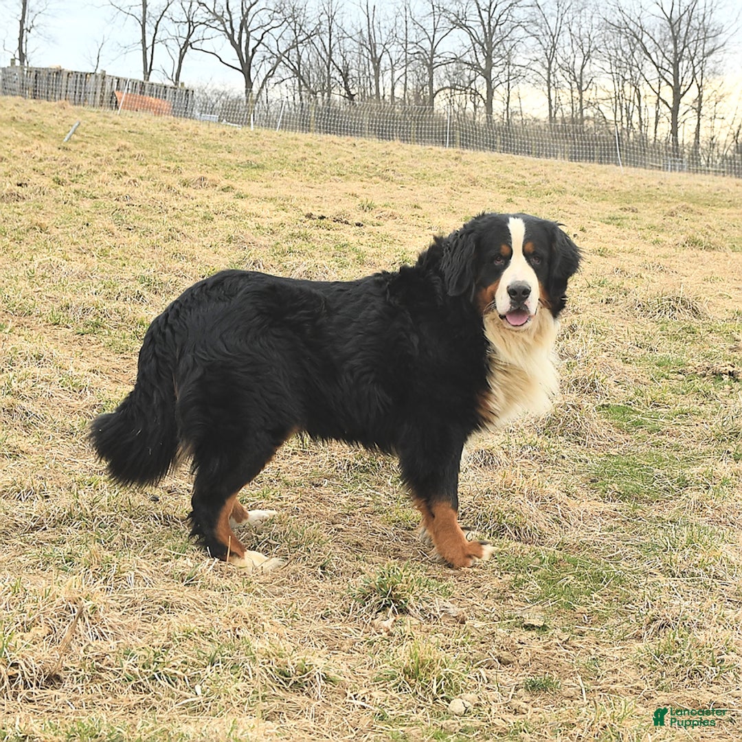 Great Pyrenees dogs for sale: Laddie - Image 4
