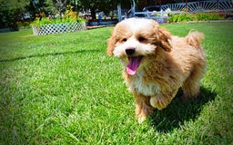 Havapoo dogs for sale: Whisky - Image 9